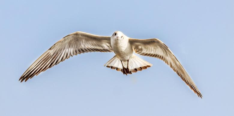 Free stock image of Seagull in Flight created by Nikhil Chhutani