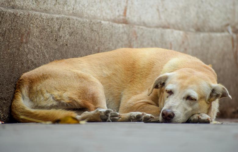 Free stock image of Sleeping Golden Retriever created by Nikhil Chhutani