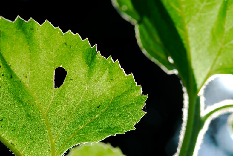 Free stock image of Close up of a green leaf background created by bebuntoon
