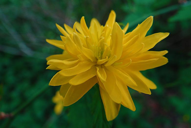 Free stock image of Yellow Flower on Green Background created by Hans Zeilstra