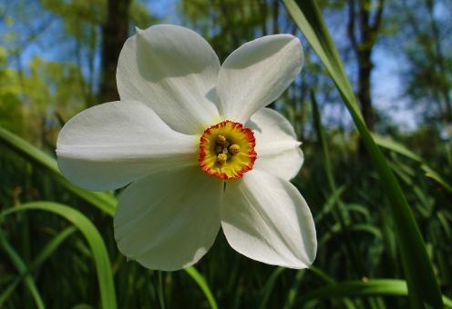 Free Stock Photo of White Flower in Tall Grass