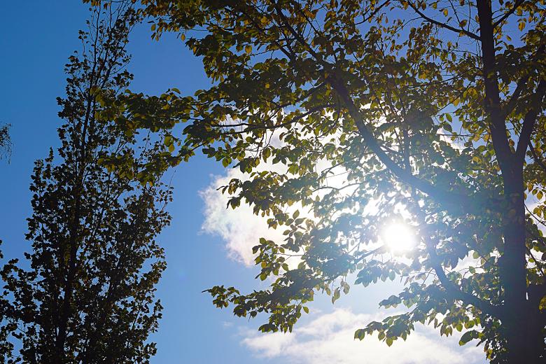 Free stock image of Sunny Sky Behind the Tree created by Hans Zeilstra
