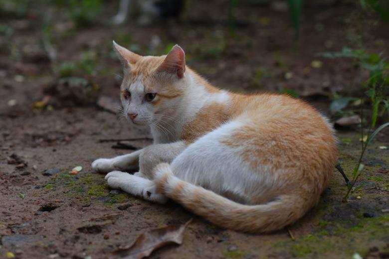 Free stock image of One eyed Cat created by Arshid Bin Basheer