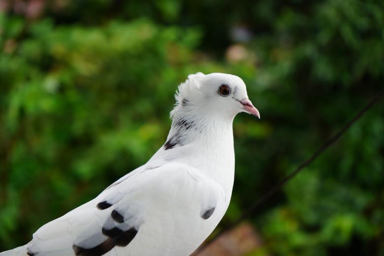 Free stock image of White Pigeon Against Green Background created by Arshid Bin Basheer