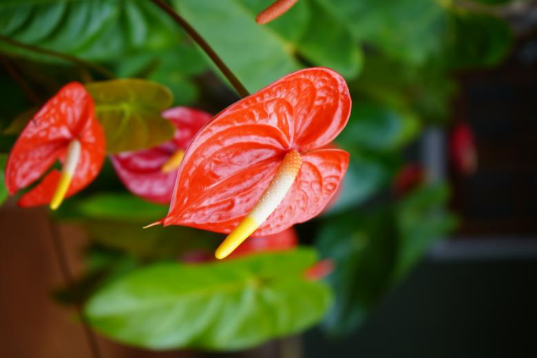 Free stock image of Red Anthurium created by Arshid Bin Basheer
