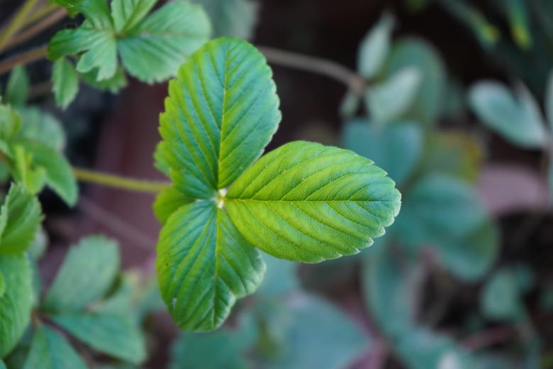 Free stock image of Green Plant Leaves Closeup created by Arshid Bin Basheer