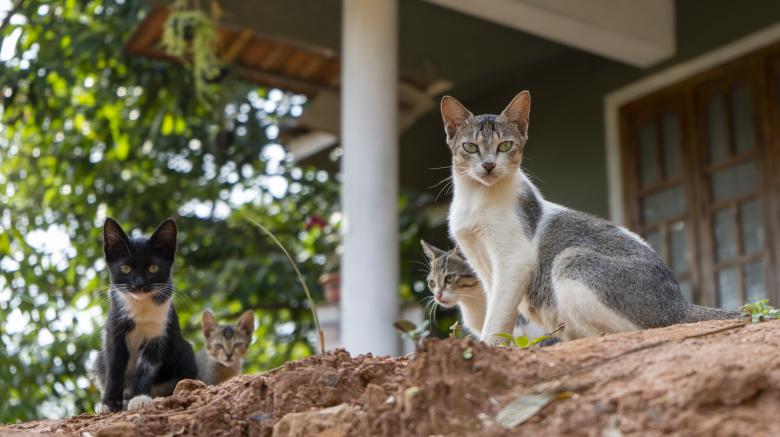 Free stock image of Cat and Kittens created by Arshid Bin Basheer