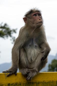 Monkey sitting and posing - Free Stock Photo