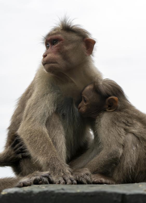 Free stock image of Monkey feeding its Baby created by Arshid Bin Basheer