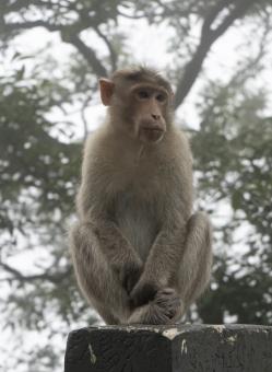 Monkey from Wayanad Churam - Free Stock Photo