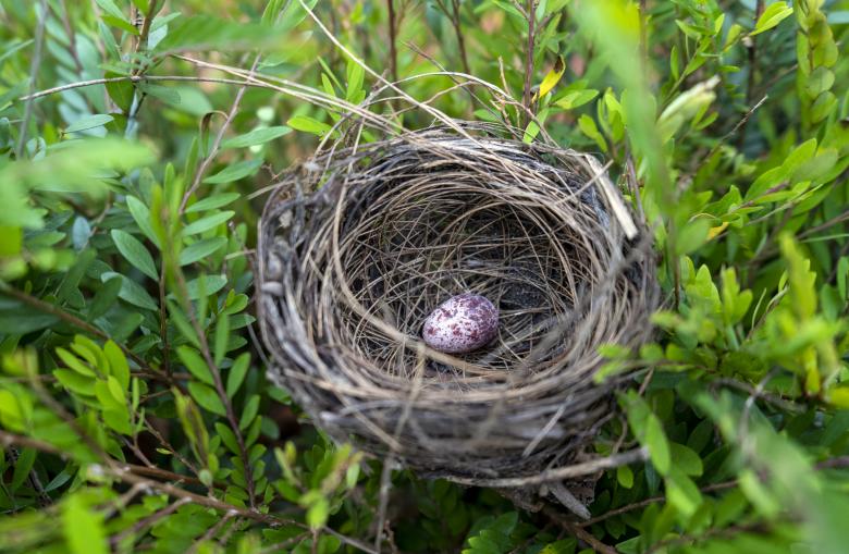 Free stock image of Abandoned Egg in Nest created by Arshid Bin Basheer