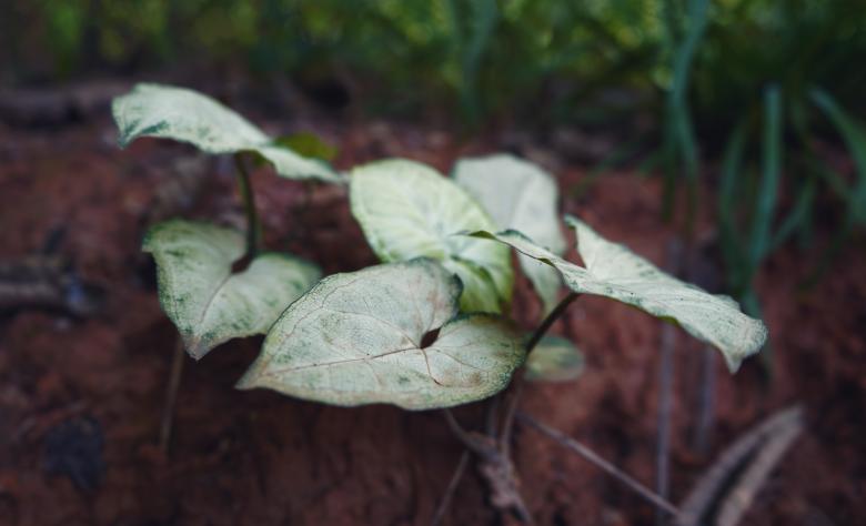 Free stock image of White Taro Leaves created by Arshid Bin Basheer