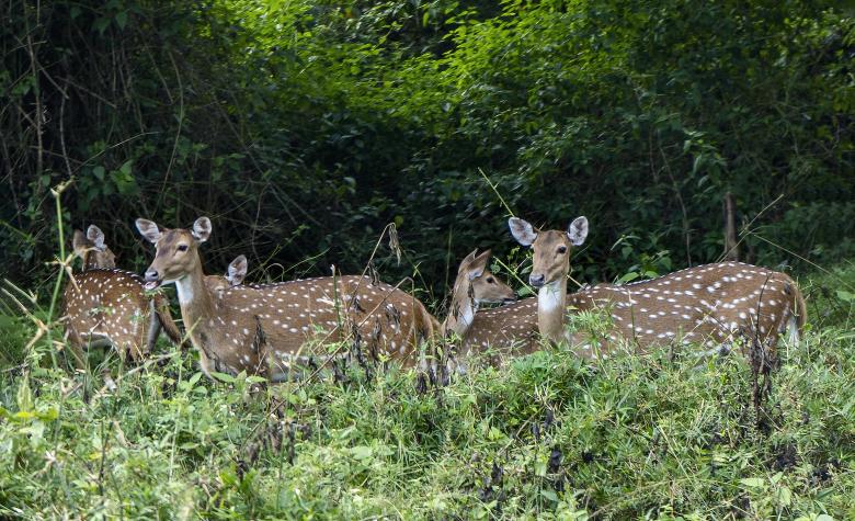 Free stock image of Deers in Muthanga, Wayanad created by Arshid Bin Basheer