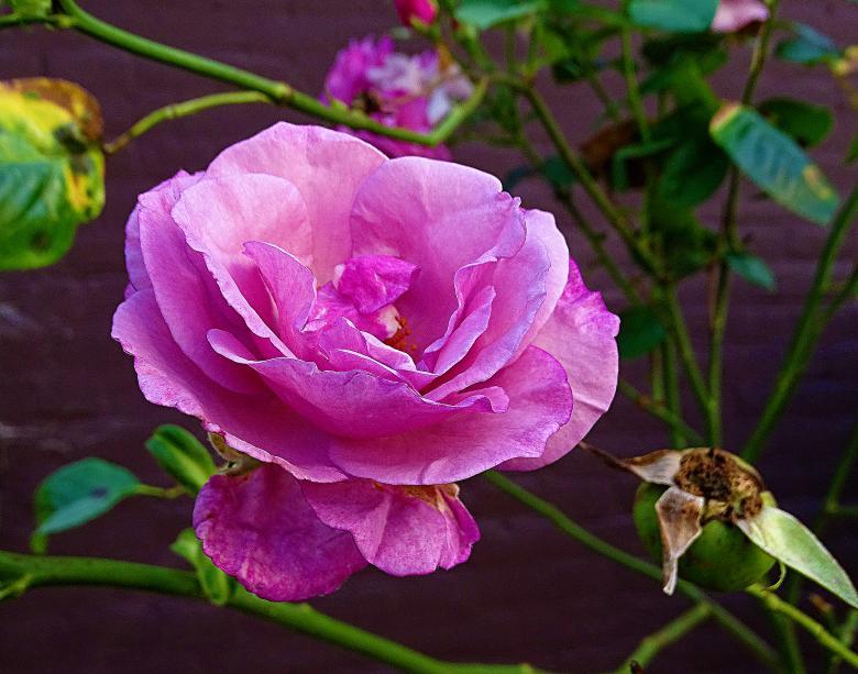 Free stock image of Pink Rose in Bloom created by Hans Zeilstra