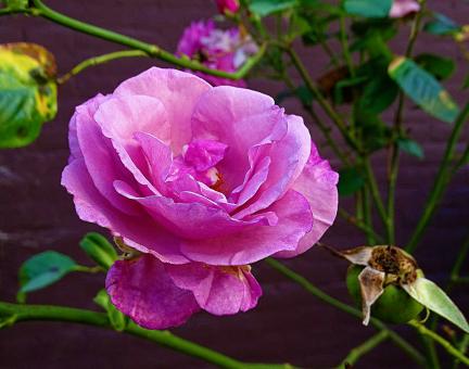 Pink Rose in Bloom
