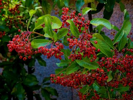 Red Berries on Plants