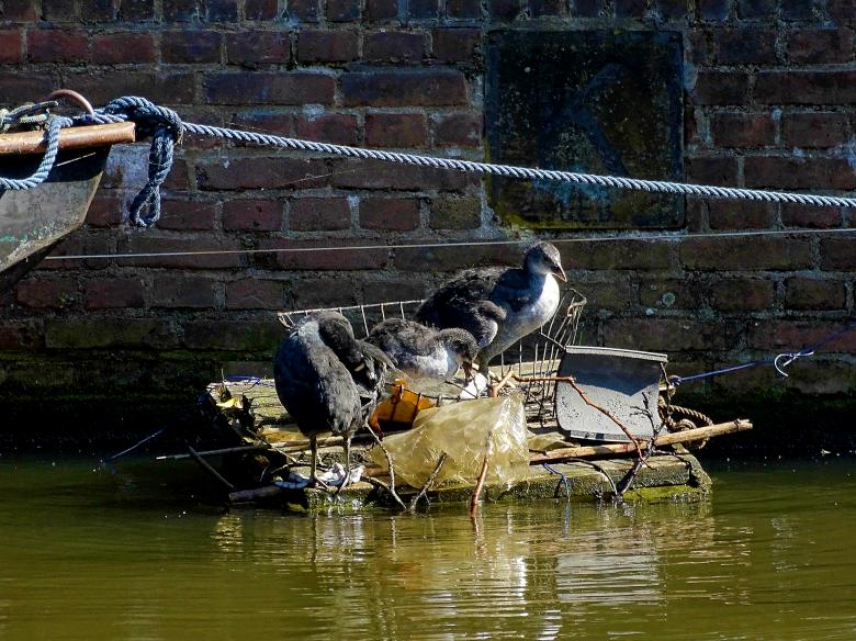 Free stock image of Living on the water created by Hans Zeilstra