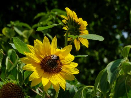Sunflowers in Amsterdam - Free Stock Photo