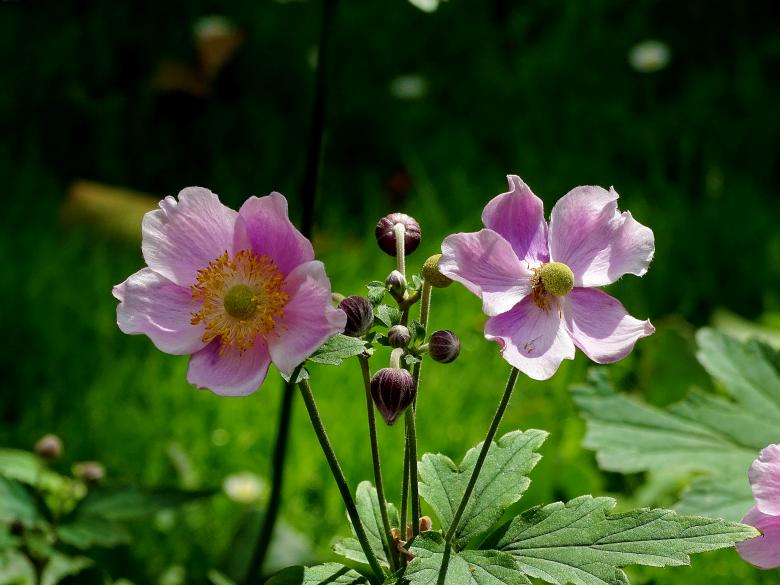 Free stock image of Pink Flowers - Amsterdam Summer created by Hans Zeilstra