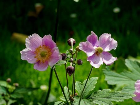 Pink Flowers - Amsterdam Summer