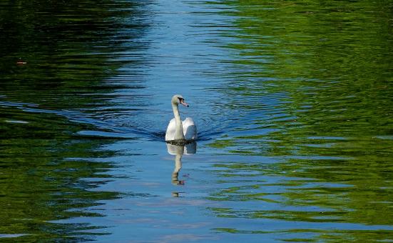 Swan in a Canal - Free Stock Photo