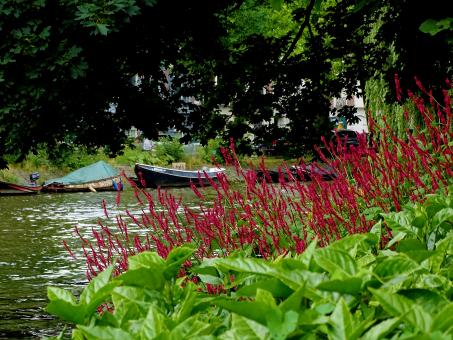 Red Flowers by the Canal