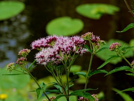 Purple Flowers by the Canal