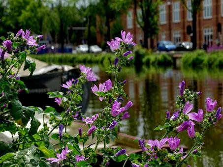 Purple Flowers by a Canal - Free Stock Photo