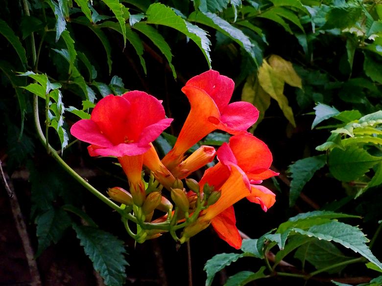 Free stock image of Trumpet Flower created by Hans Zeilstra