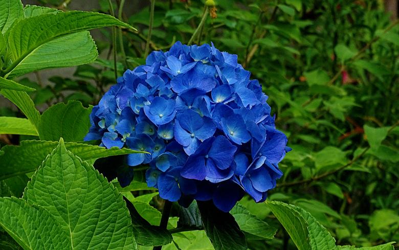 Free stock image of Blue Flower in Amsterdam created by Hans Zeilstra