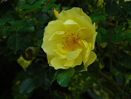 Yellow Rose in Nature
