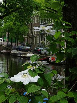 White Flowers by Canal in Amsterdam
