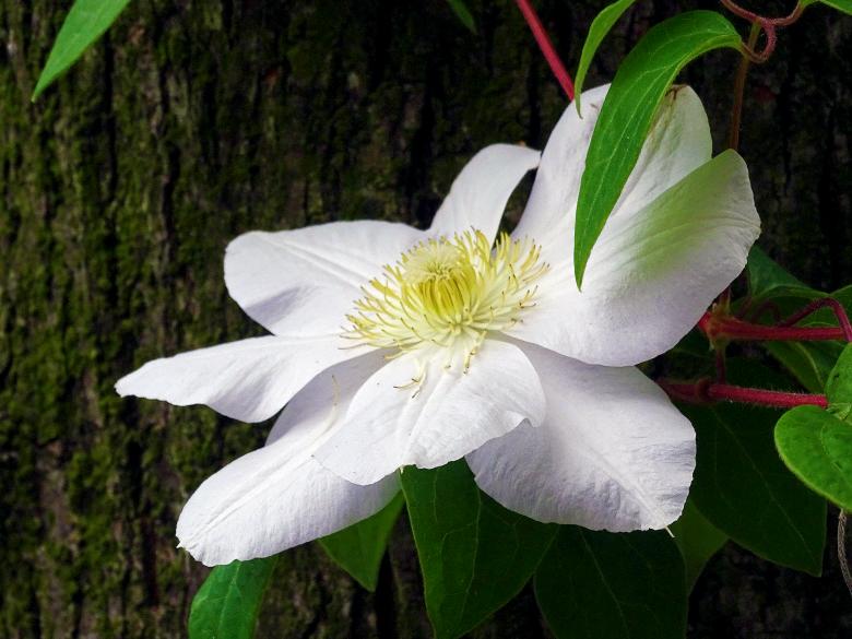 Free stock image of White Flower Close Up created by Hans Zeilstra