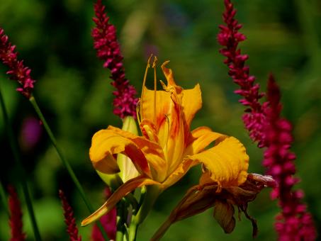 Orange and Red Summer Flowers