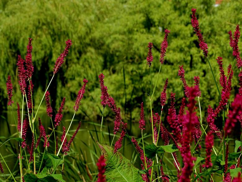 Free stock image of Red Flowers and Green Plants created by Hans Zeilstra