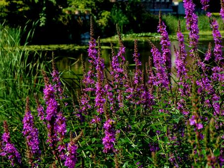 Purple Shore Plants