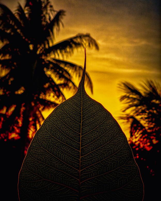 Free stock image of Sunset Behind Leave and Palm Trees created by Madhu Singh