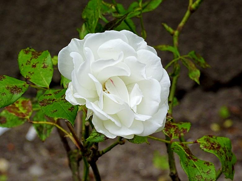Free stock image of Single White Rose created by Hans Zeilstra