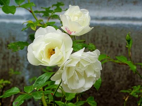 White Rose Tree