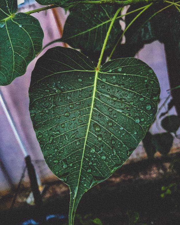 Free stock image of Wet Green Leaf created by Madhu Singh