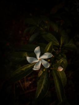 Small White Flower in Shadow - Free Stock Photo