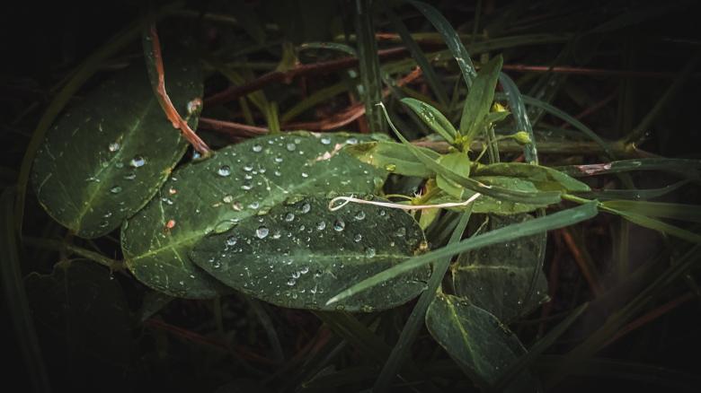 Free stock image of Leaves After the Rain created by Madhu Singh