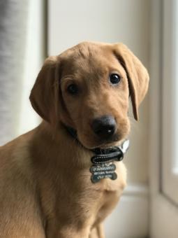 Cute Brown Puppy - Free Stock Photo