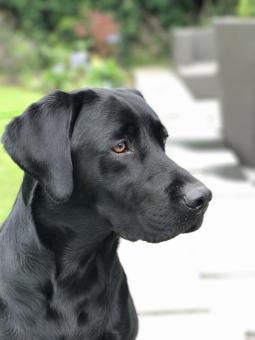 Black Dog Portrait - Free Stock Photo