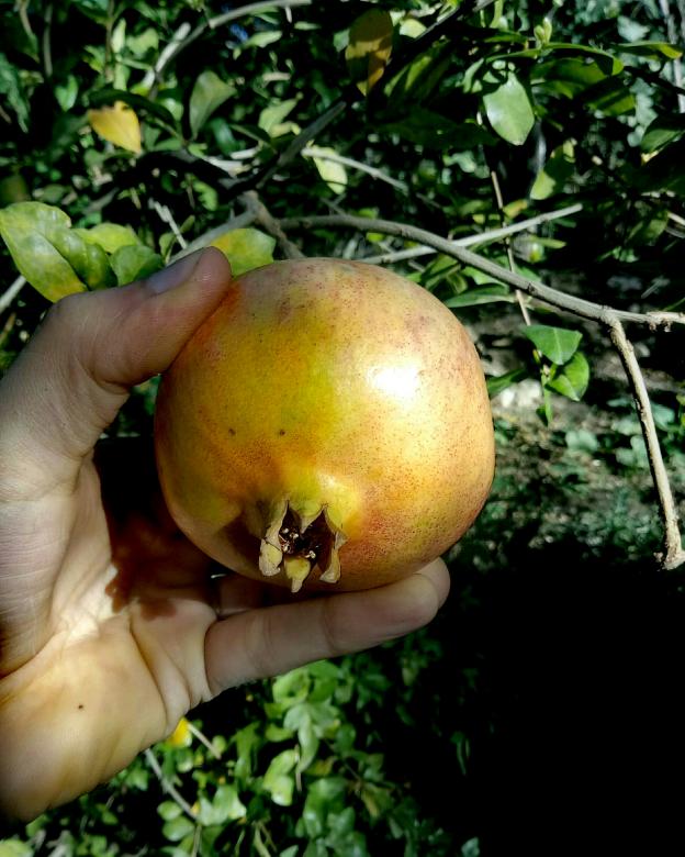 Free stock image of Holding Ripe Pomegranate Fruit created by lazrak