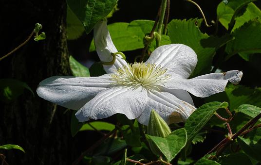 White Flower Amongst Leaves