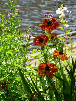 Flowers near the water - Free Stock Photo