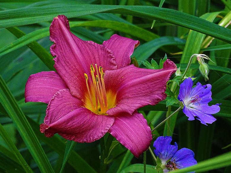Free stock image of Pink Lily created by Hans Zeilstra
