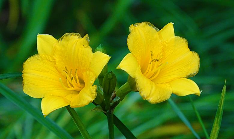 Free stock image of Two yellow Flowers in Bloom created by Hans Zeilstra