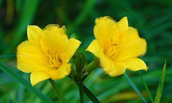Two yellow Flowers in Bloom